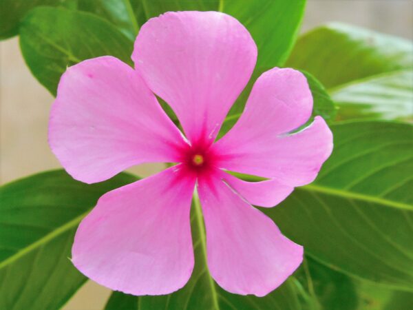 Catharanthus roseus - Bright Eyes, Cape Periwinkle, Graveyard Plant, Madagascar Periwinkle, Old maid - Image 2
