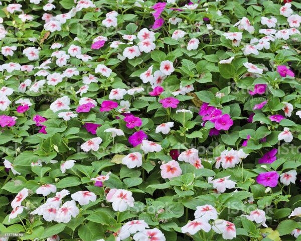 Catharanthus roseus - Bright Eyes, Cape Periwinkle, Graveyard Plant, Madagascar Periwinkle, Old maid - Image 4