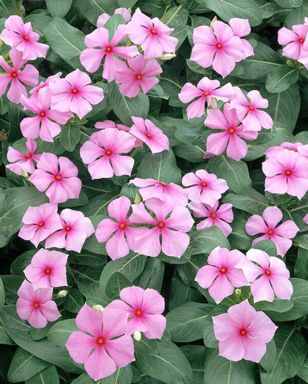 Catharanthus roseus - Bright Eyes, Cape Periwinkle, Graveyard Plant, Madagascar Periwinkle, Old maid - Image 5