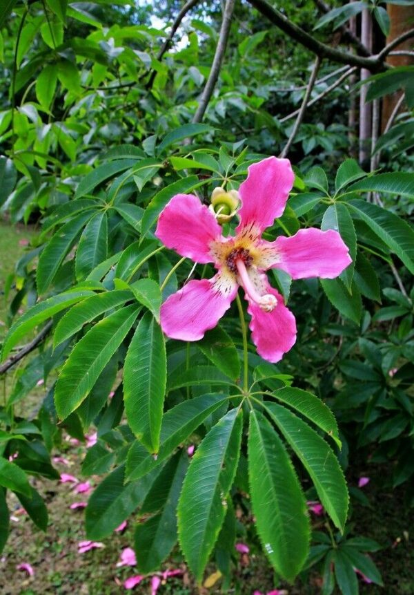 Ceiba speciosa - Bottle tree - Image 7