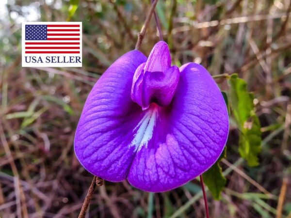 Centrosema pubescens - Centro, Butterfly Pea - Image 4