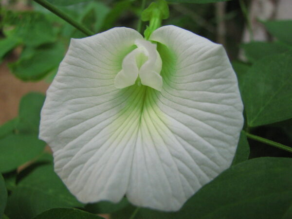 Clitoria ternatea var. albiflora - White Single, Butterfly Pea, White Fairy, White queen, Ismenia - Image 5