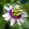 Passiflora Collection - Kit 25 Passionflower Seeds - Passion Fruit Seeds Combo - 5 Seeds from 5 different species - Image 3