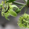 Passiflora Collection - Kit 25 Passionflower Seeds - Passion Fruit Seeds Combo - 5 Seeds from 5 different species - Image 4
