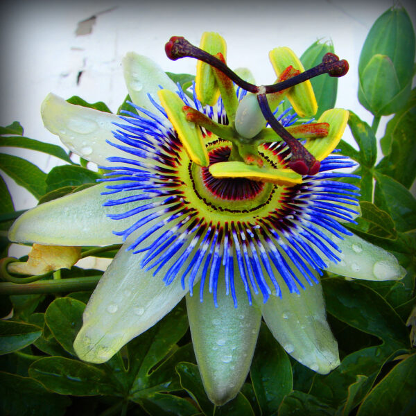 Passiflora Collection - Kit 25 Passionflower Seeds - Passion Fruit Seeds Combo - 5 Seeds from 5 different species - Image 5