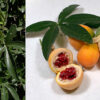 Passiflora Collection - Kit 25 Passionflower Seeds - Passion Fruit Seeds Combo - 5 Seeds from 5 different species - Image 6