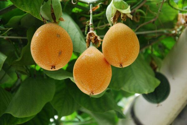 Passiflora Collection - Kit 25 Passionflower Seeds - Passion Fruit Seeds Combo - 5 Seeds from 5 different species - Image 7