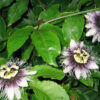 Passiflora Collection - Kit 25 Passionflower Seeds - Passion Fruit Seeds Combo - 5 Seeds from 5 different species - Image 8