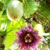 Passiflora Collection - Kit 25 Passionflower Seeds - Passion Fruit Seeds Combo - 5 Seeds from 5 different species - Image 9