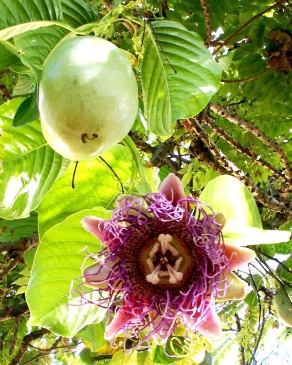 Passiflora Collection - Kit 25 Passionflower Seeds - Passion Fruit Seeds Combo - 5 Seeds from 5 different species - Image 9