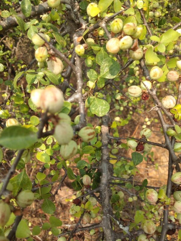 Commiphora berryi - Commiphora berryi