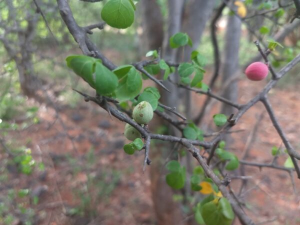 Commiphora berryi - Commiphora berryi - Image 4