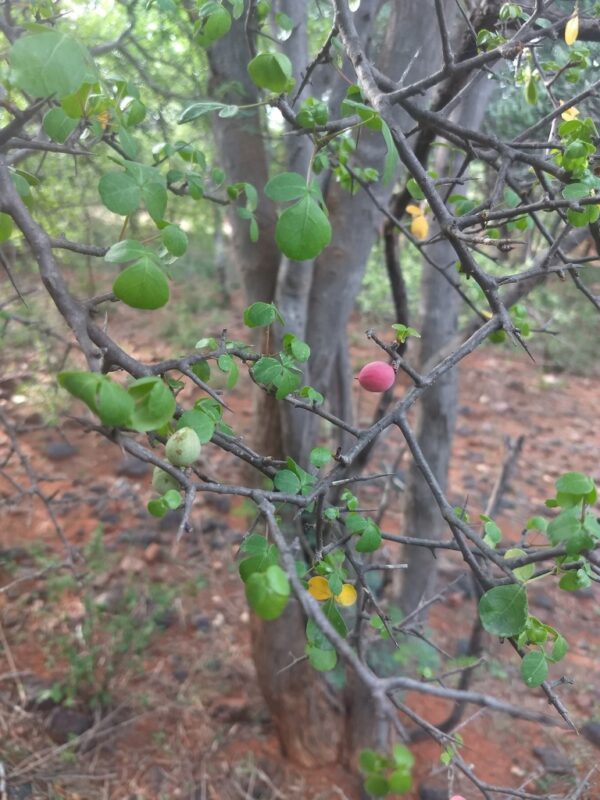 Commiphora berryi - Commiphora berryi - Image 5