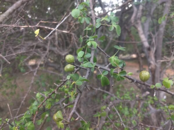 Commiphora berryi - Commiphora berryi - Image 6