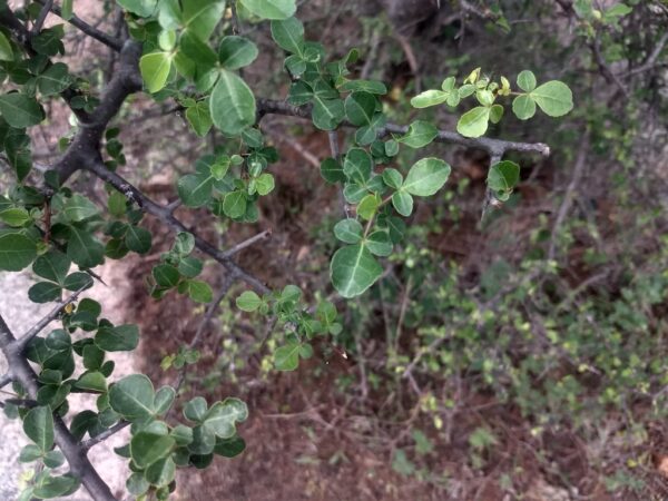Commiphora berryi - Commiphora berryi - Image 7