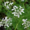 Coriandrum sativum - Coriander, Cilantro - Image 2