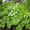 Coriandrum sativum - Coriander, Cilantro - Image 3