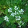 Coriandrum sativum - Coriander, Cilantro - Image 4