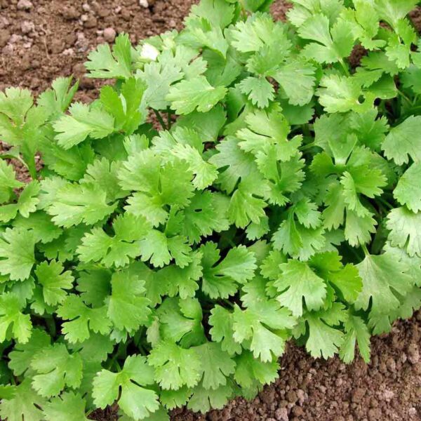 Coriandrum sativum - Coriander, Cilantro - Image 5