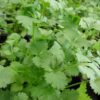 Coriandrum sativum - Coriander, Cilantro - Image 6