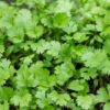 Coriandrum sativum - Coriander, Cilantro - Image 7