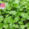 Coriandrum sativum - Coriander, Cilantro - Image 8