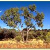Eucalyptus terminalis / Corymbia terminalis - Tjuta, Joolta, Bloodwood, Desert Bloodwood, Plains Bloodw - Image 3