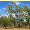 Eucalyptus terminalis / Corymbia terminalis - Tjuta, Joolta, Bloodwood, Desert Bloodwood, Plains Bloodw - Image 4