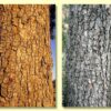 Eucalyptus terminalis / Corymbia terminalis - Tjuta, Joolta, Bloodwood, Desert Bloodwood, Plains Bloodw - Image 5