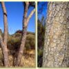 Eucalyptus terminalis / Corymbia terminalis - Tjuta, Joolta, Bloodwood, Desert Bloodwood, Plains Bloodw - Image 6