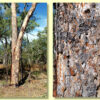 Eucalyptus terminalis / Corymbia terminalis - Tjuta, Joolta, Bloodwood, Desert Bloodwood, Plains Bloodw - Image 7