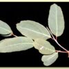 Eucalyptus terminalis / Corymbia terminalis - Tjuta, Joolta, Bloodwood, Desert Bloodwood, Plains Bloodw - Image 9