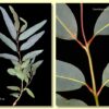 Eucalyptus terminalis / Corymbia terminalis - Tjuta, Joolta, Bloodwood, Desert Bloodwood, Plains Bloodw - Image 10