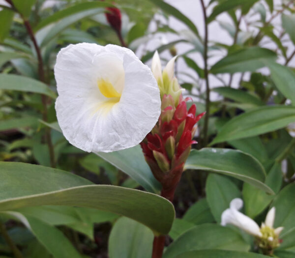 Costus speciosus - Cane-Reed,  Crepe Ginger - Image 3