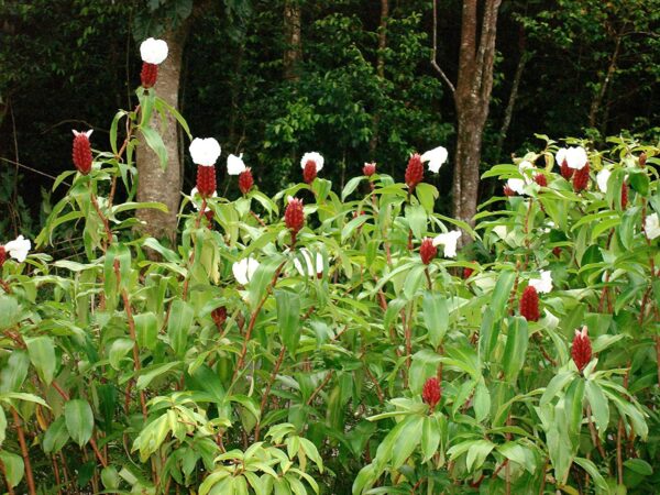 Costus speciosus - Cane-Reed,  Crepe Ginger - Image 4