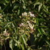 Crateva adansonii - Sacred Barna