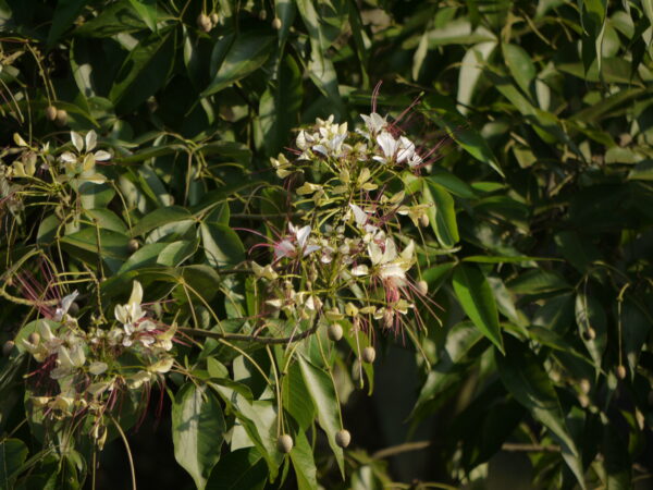 Crateva adansonii - Sacred Barna