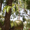 Crateva adansonii - Sacred Barna - Image 2
