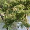 Crateva adansonii - Sacred Barna - Image 3