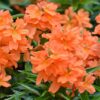 Crossandra infundibuliformis - Orange marmalade, firecracker flower - Image 3