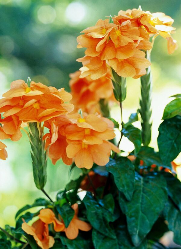 Crossandra infundibuliformis - Orange marmalade, firecracker flower - Image 4