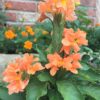Crossandra infundibuliformis - Orange marmalade, firecracker flower - Image 6
