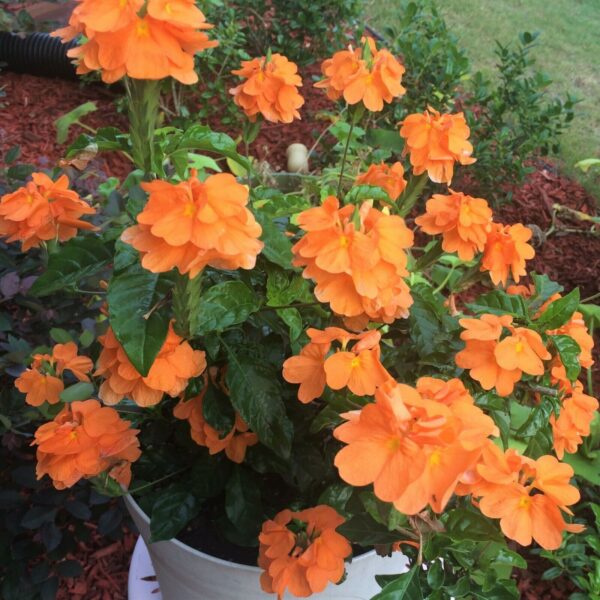 Crossandra infundibuliformis - Orange marmalade, firecracker flower - Image 7