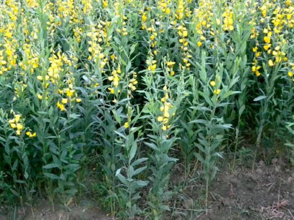 Crotalaria juncea - Indian Hemp - Image 2