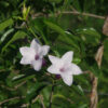 Cryptostegia grandiflora - Rubber Vine - Image 2