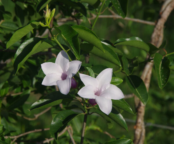 Cryptostegia grandiflora - Rubber Vine - Image 2