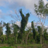 Cryptostegia grandiflora - Rubber Vine - Image 3