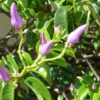 Cryptostegia grandiflora - Rubber Vine - Image 4