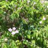 Cryptostegia grandiflora - Rubber Vine - Image 5
