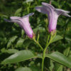 Cryptostegia grandiflora - Rubber Vine - Image 6